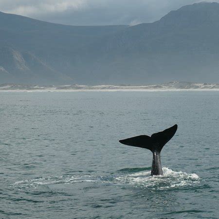 Whale Watching Hermanus - All You Need to Know BEFORE You Go