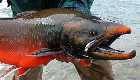 Big Fishes Of The World Arctic Char Salvelinus Alpinus