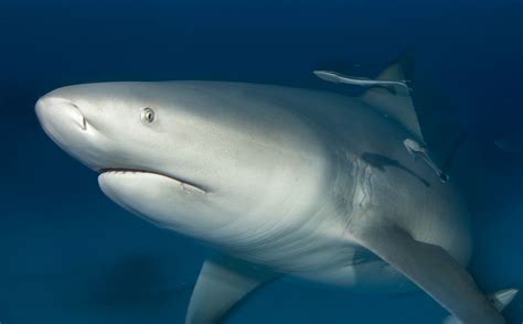 Interesting Bull Shark Facts Carcharhinus Leucas