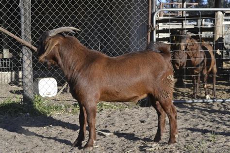 Lot 906 1 Goat Buck Auctionsplus