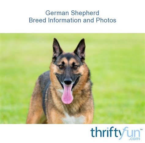 German Shepherd Breed Information And Photos Thriftyfun