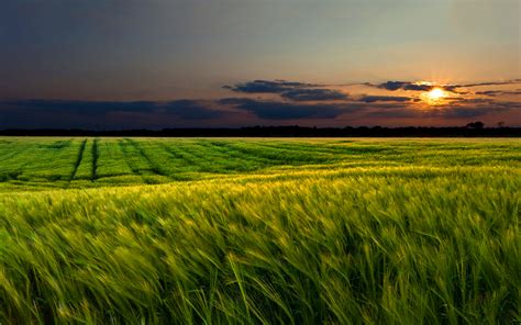 Green Wheat Field Sunset Wallpaper 1920x1200 30543