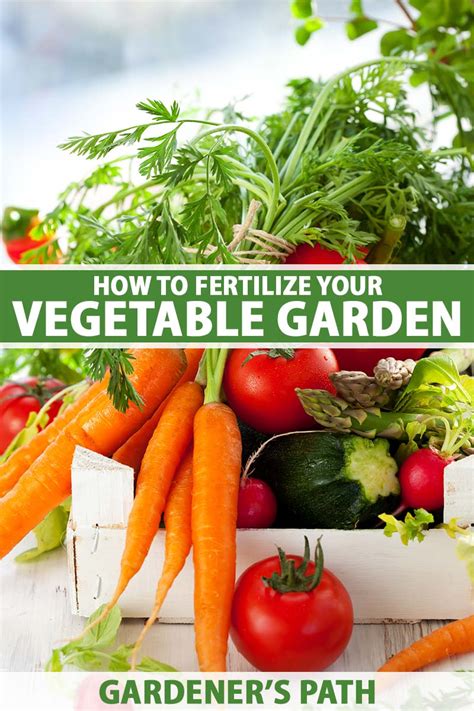 How To Fertilize Your Vegetable Garden Gardeners Path