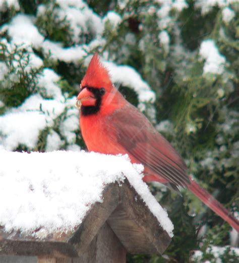 Northern Cardinal Oklahoma City Audubon Society