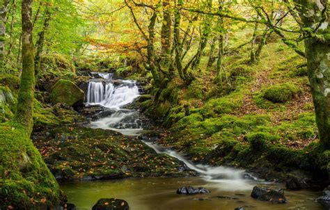 Wallpaper Autumn Forest Trees Stream Waterfall Moss Scotland