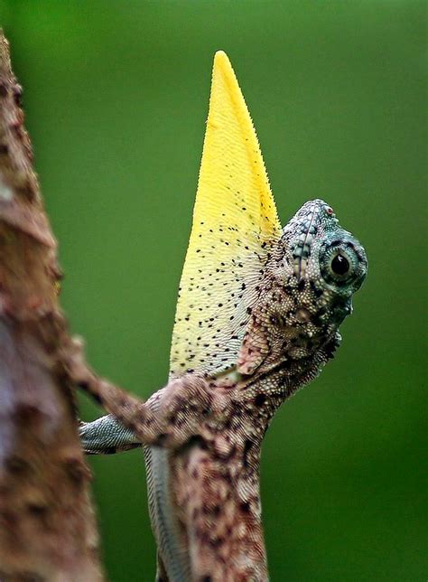 TrekNature | Draco sumatranus Photo | Reptiles and amphibians, Lizard ...