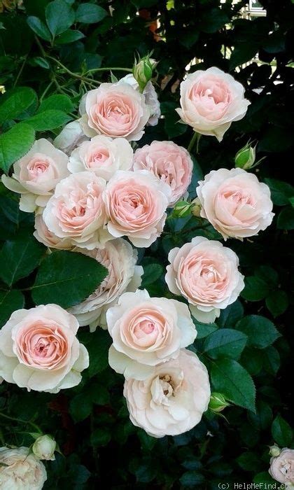 Nothing But Flowers Love Flowers Pretty Roses Beautiful Roses Rose
