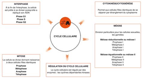 SEMESTRE 1 IFSI : Cycle cellulaire