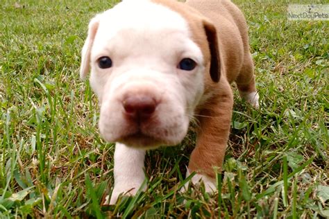 Here are the top shawnee national forest attractions. American Bulldog puppy for sale near Southern Illinois, Illinois | 3b895417-d2c1
