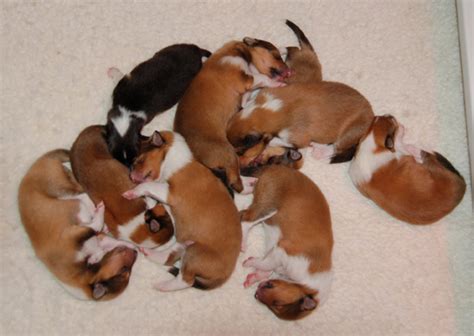 Be sure to make a note of how much you. How much should a newborn puppy eat and how often ...