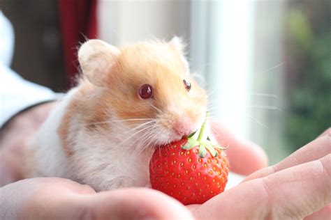 A Photogenic Hamster Eating A Strawberry Cute Small Animals Hamster