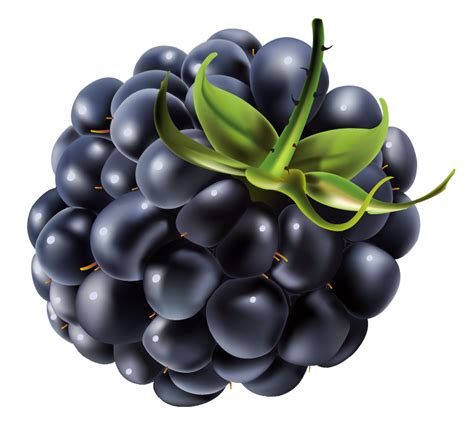 Single Blackberry Fruit PNG HD Quality PNG Play