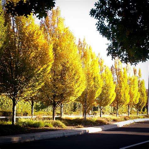 Your Guide To Poplar Trees The Tree Center™