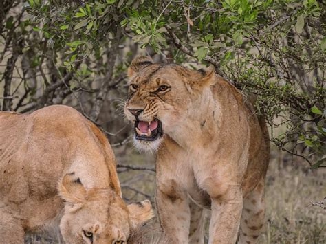 Lion Agressif Menace Photo Gratuite Sur Pixabay