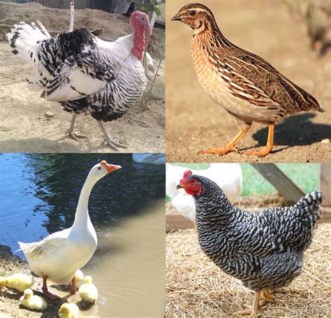 Classification Of Poultry Modern Farming Methods