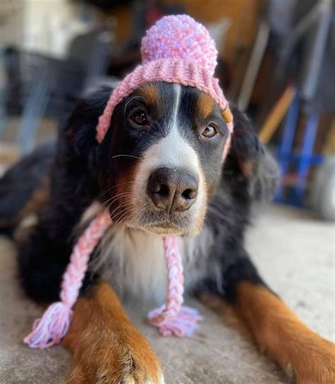 Crochet Dog Hat Pattern X Small Prickly Paw Hat Etsy
