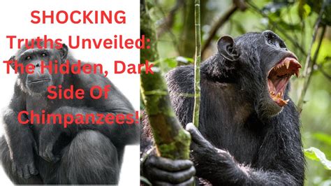 Unbelievable The Dark Secrets Of Chimpanzees Finally Exposed Youtube