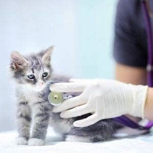 Volwassen katten hebben vaccins nodig omdat de meeste enge kattenziekten die er zijn volledig te voorkomen zijn. Vaccinaties en titerbepaling - Dierenkliniek Grevelingenmeer