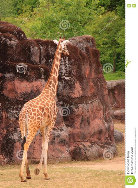 Giraffe Walking In Zoo Stock Photo Image Of Walk Giraffe 72133432