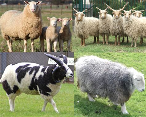 Sheep Breeds Best 207 For Sheep Farming