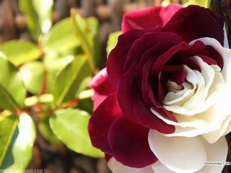 اجمل صور الورد الورود بكل الالوان وكل الانواع افضل كيف