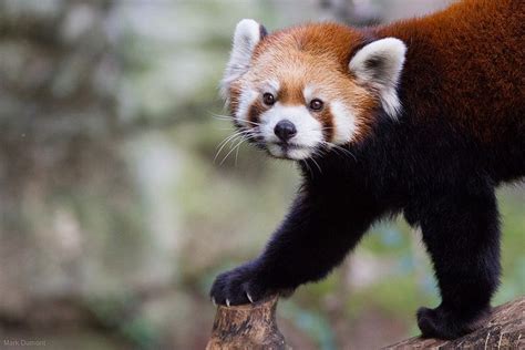 Panda Dog Cutest Animals On Earth Red Panda