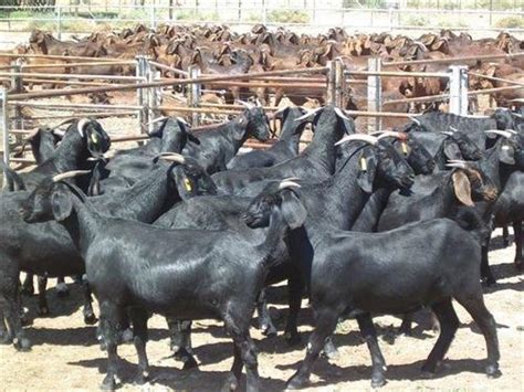 Livestock Black Bengal Goat And Other Kinds Of Lives Goat For Sale At