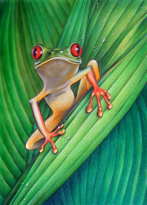 Real Frog Drawing Hd Wallpapers