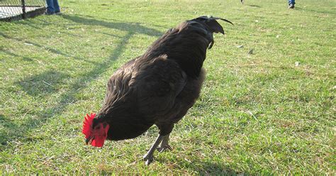 comprehensive guide to black star chicken care the garden magazine