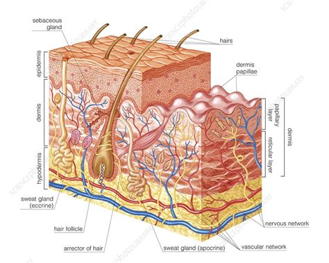 Skin Layers Stock Image C0200298 Science Photo Library