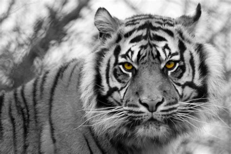 Tiger Eyes Tiger Howletts Zoo Canterbury Paul Sal Flickr