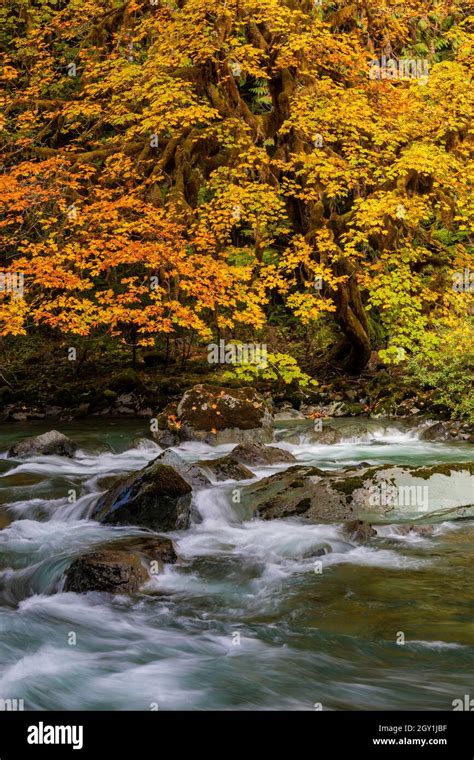 Maple River Stream Autumn Forest Hi Res Stock Photography And Images