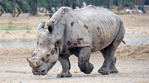 Top 175 Endangered Animals In Africa Due To Poaching