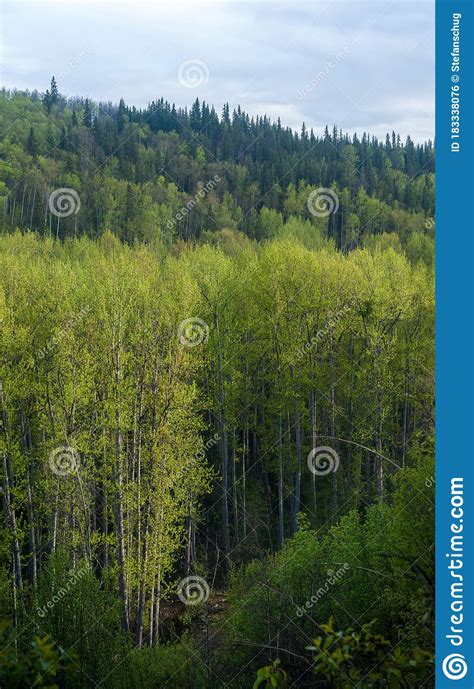 Floodplain Spring Forest Green Up In The Valley Stock Photo Image
