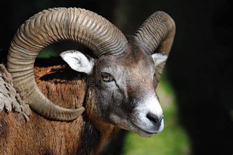 European Mouflon Ovis Orientalis Musimo Stock Image Image Of Park