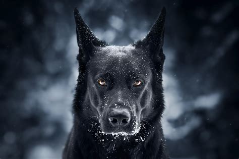 Dark Dogs Wallpapers Top Free Dark Dogs Backgrounds Wallpaperaccess