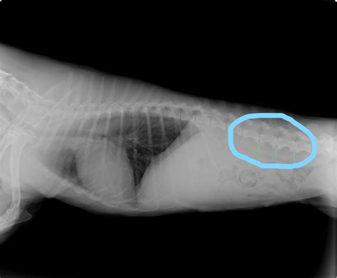 皮膚病が原因でおこる、皮膚以外の問題について | るり動物 ...