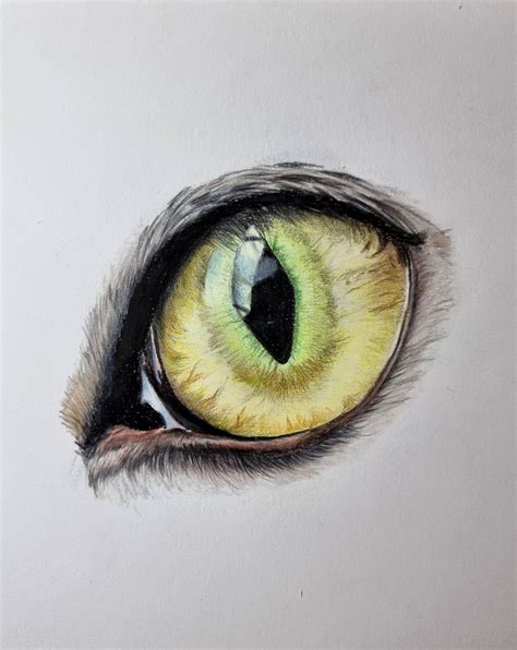 How To Draw A Realistic Cat Eye