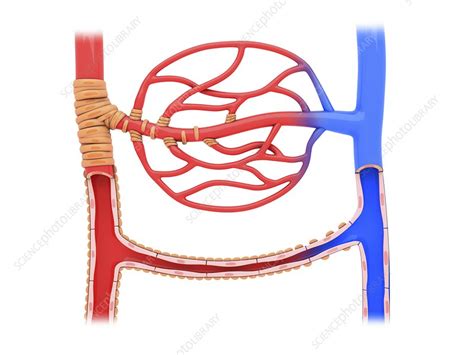 Capillary Bed And Arteriovenous Anastomosis Illustration Stock Image