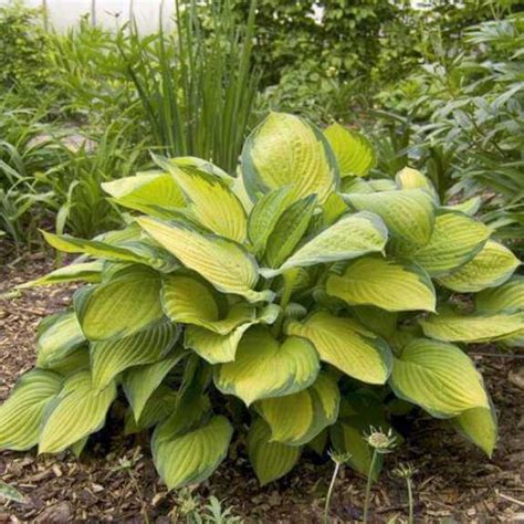 Multi Varieties Hosta Seeds Ground Cover Plant 100pcspack