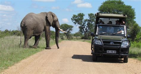 Johannesburg Ganztages Safari Im Krüger Nationalpark Getyourguide
