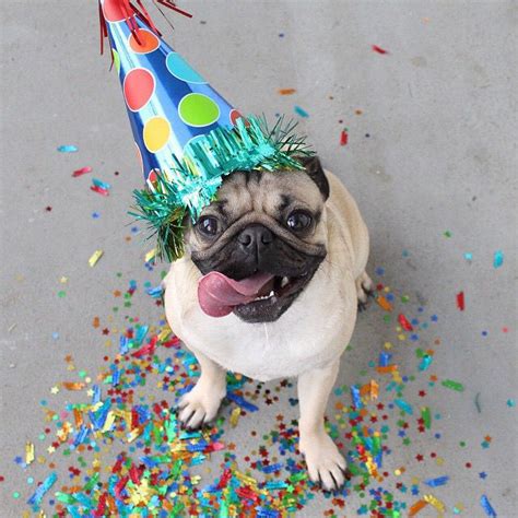Party Time Birthday Pug Doug The Pug Dog Photoshoot