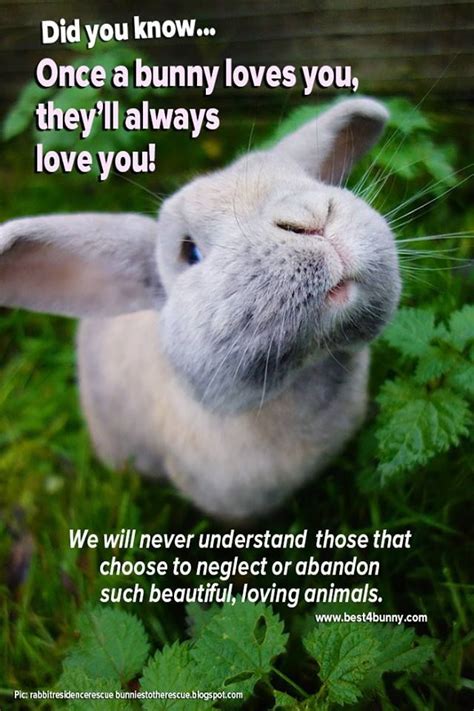 Once A Bunny Loves You They Will Always Love You