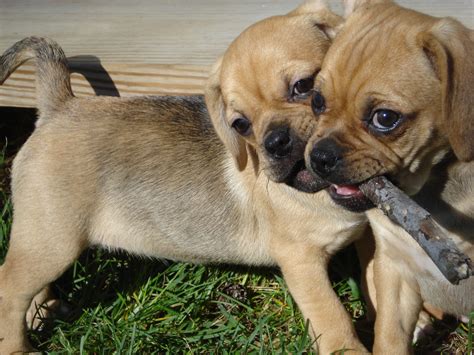 Check spelling or type a new query. Puggle (Mix aus Mops & Beagle) Charakter, Haltung & Pflege ...