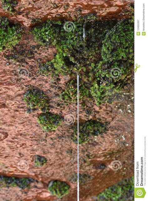 Water Dripping From Red Stone With Green Moss Stock Image Image Of