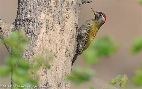 Indian Woodpecker Bird