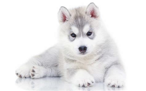 Descargar fondos de pantalla 4k, husky, cachorros, perros ...