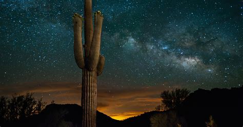 In search of a queen of the night cactus. A Saguaro's Universe: Building a cactus starts with the ...