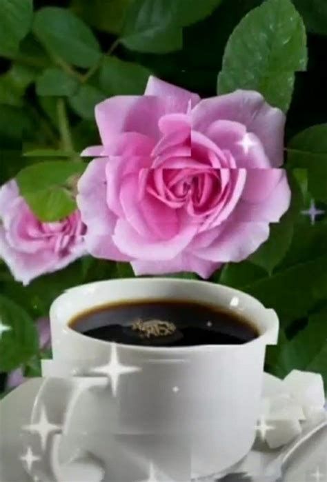 Coffee Rose Plants Flowers Kaffee Pink Cup Of Coffee Plant Roses