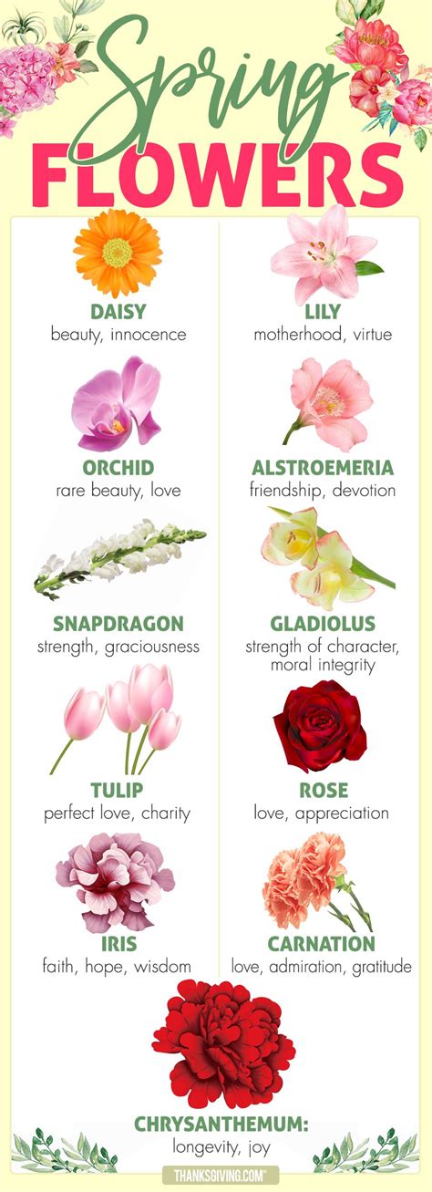 Flowerpaedia 1000 Flowers And Their Meanings